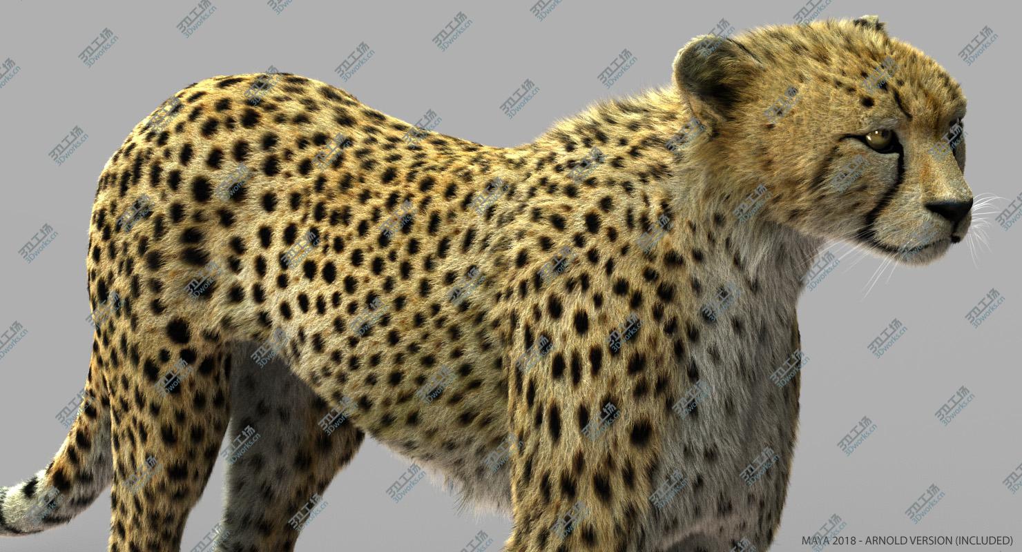 images/goods_img/2021040164/Cheetah 2 (RIGGED) (FUR)/3.jpg